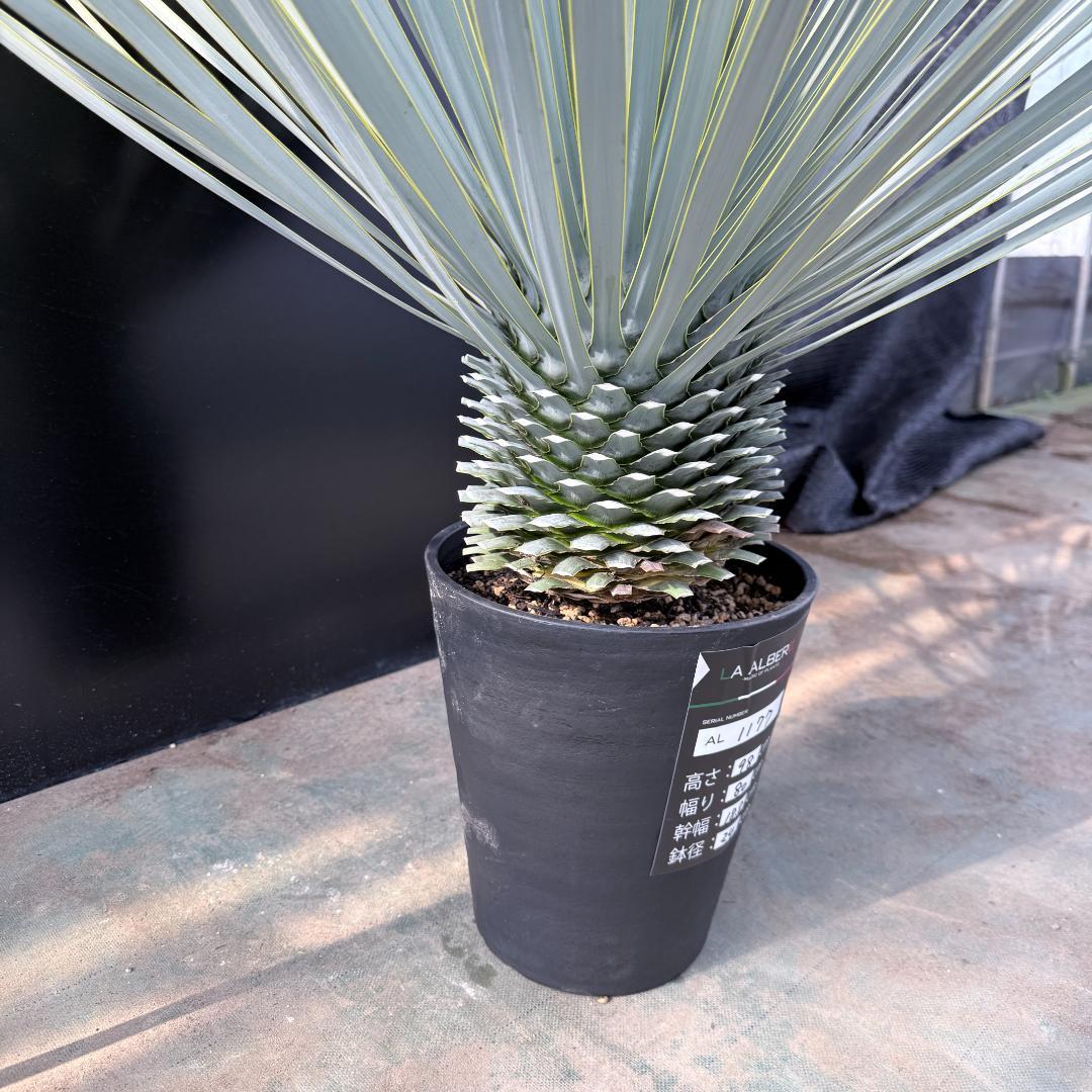 【AL1177】ユッカ　ロストラータ　シルバーブルー　超美形　お買い得品