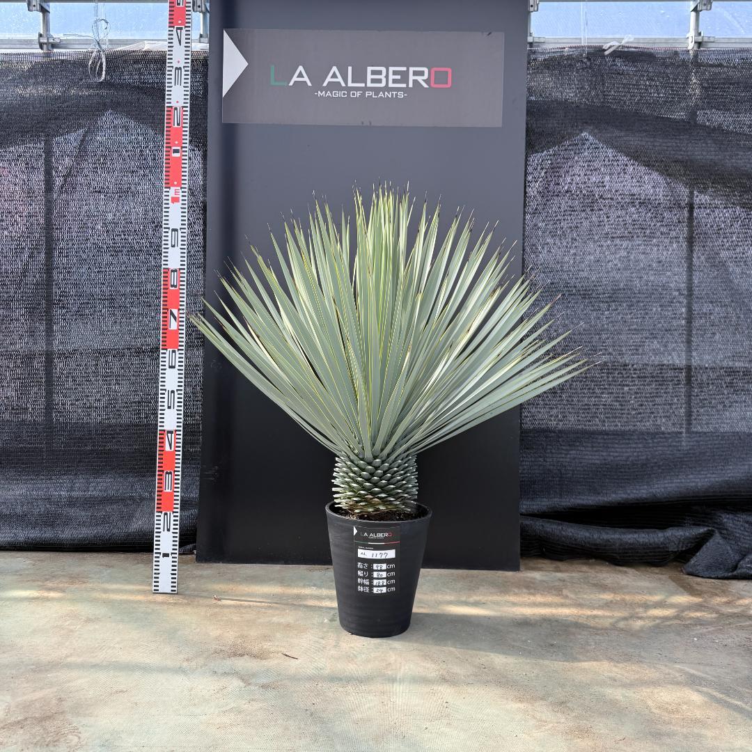 【AL1177】ユッカ　ロストラータ　シルバーブルー　超美形　お買い得品