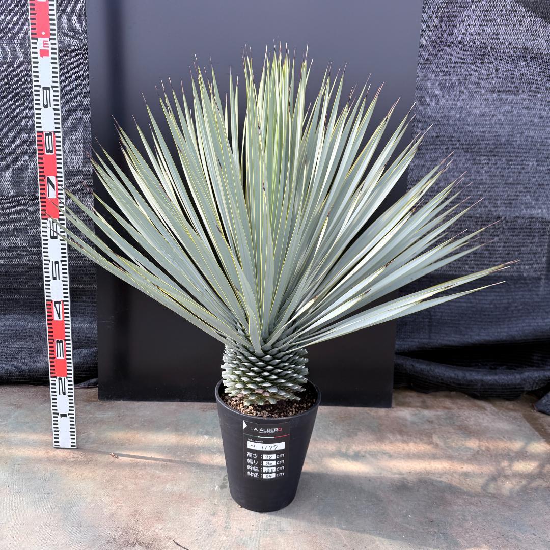 【AL1177】ユッカ　ロストラータ　シルバーブルー　超美形　お買い得品