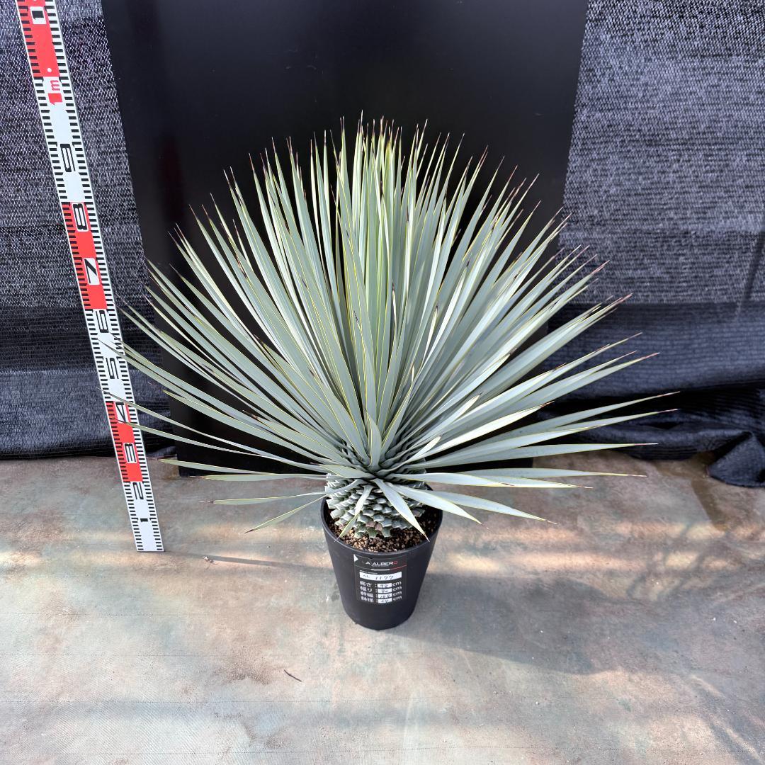 【AL1177】ユッカ　ロストラータ　シルバーブルー　超美形　お買い得品