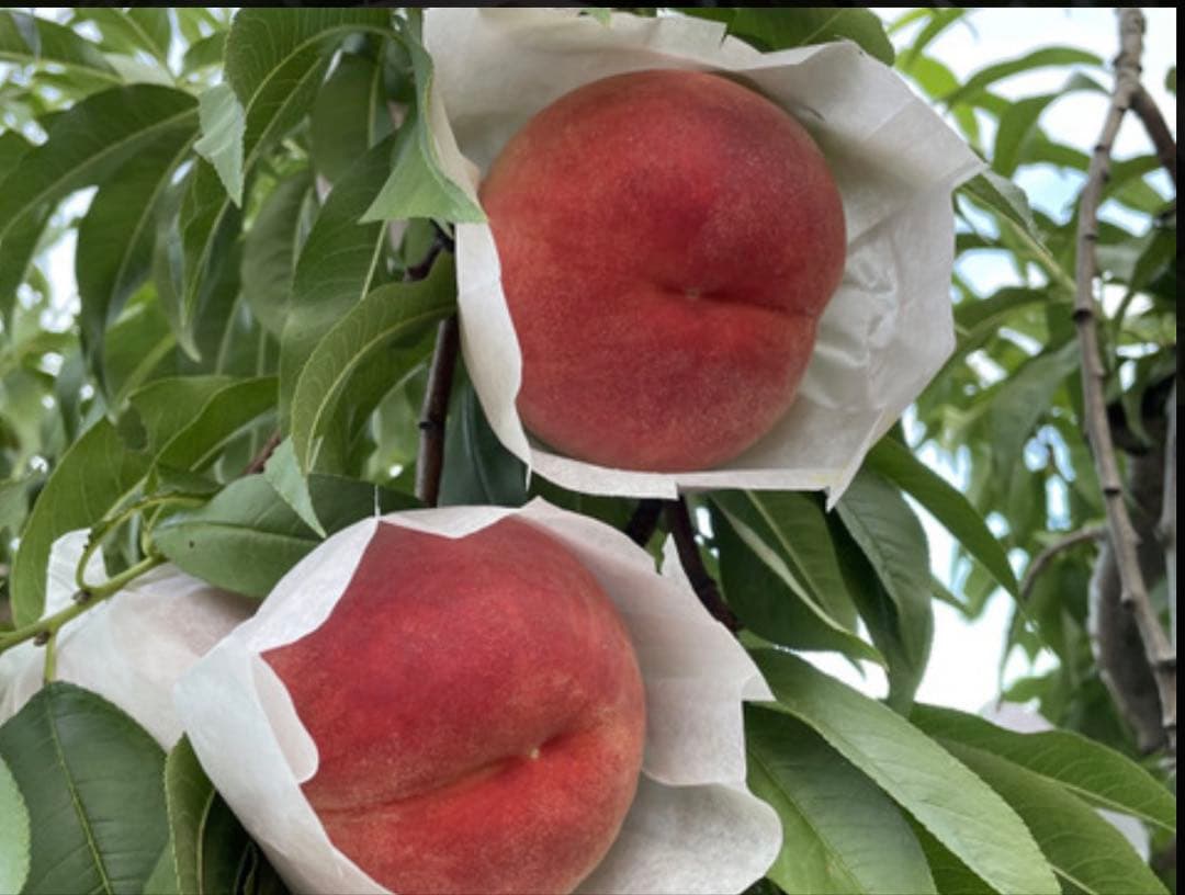 桃　白鳳　成木