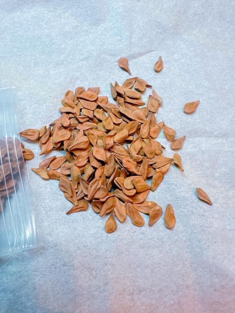 種子 200粒 パキポディウム レアリー Pachypodium lealii