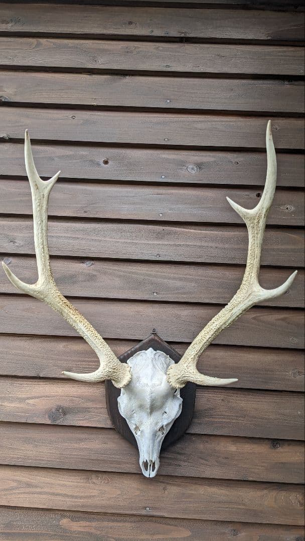 フ*ン様 鹿角　希少！白角!!ハンティングトロフィー　スカルヘッド　種名＝　耶馬