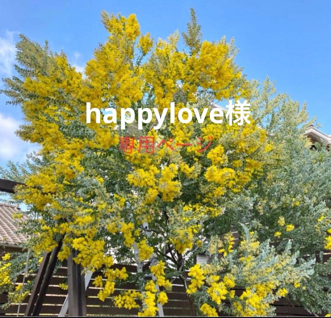 happyloveページ　パールアカシア