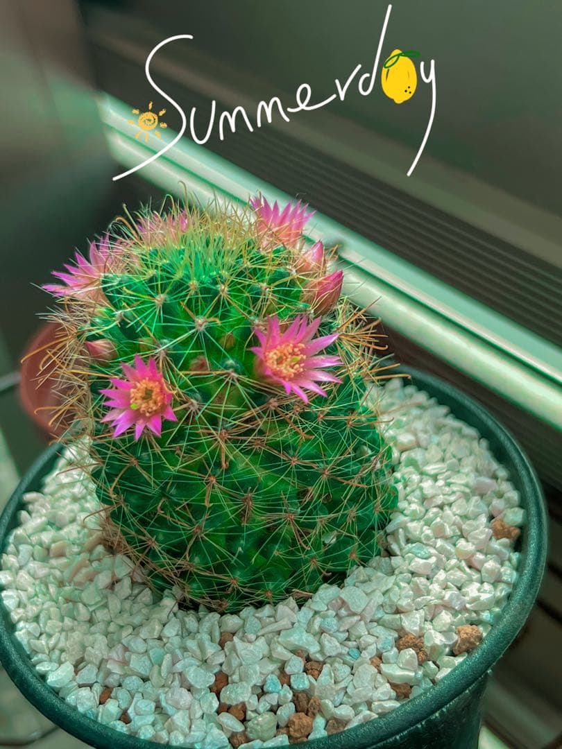 フラワー・ガーデニング Hoa