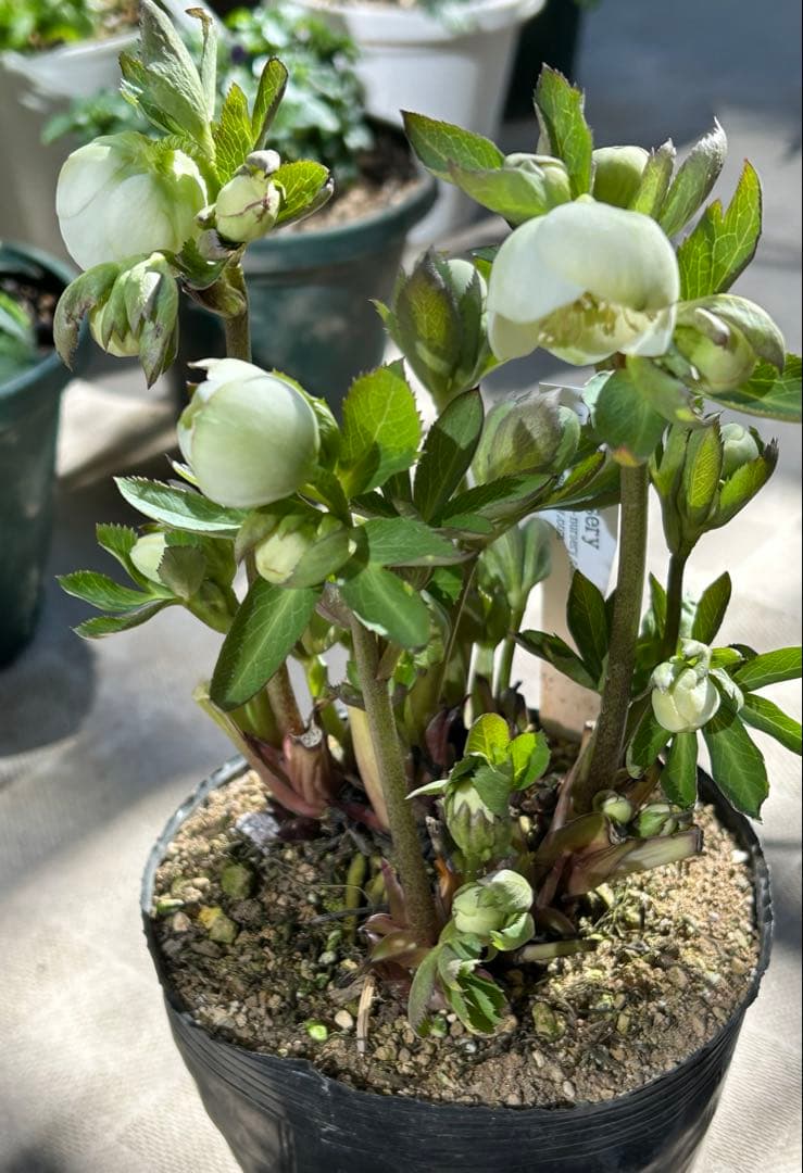 クリスマスローズ　株分け　大木ナーセリー　デュメ系　ss カップ咲き