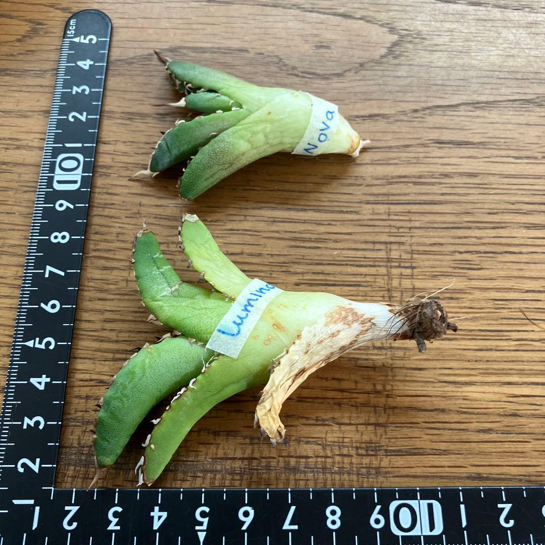 レ*ド様 【初売りオークション】124 匿名配送 REZA産　アガベ　ノヴァ/ル