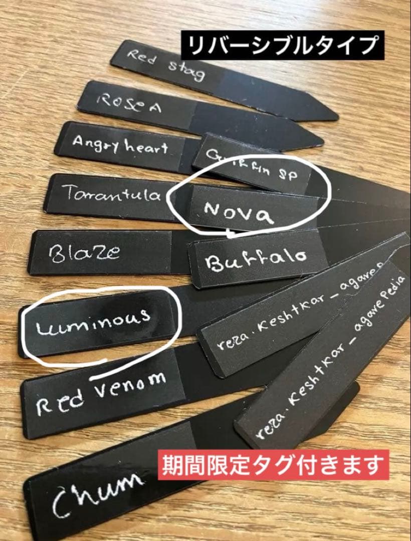 レ*ド様 【初売りオークション】124 匿名配送 REZA産　アガベ　ノヴァ/ル