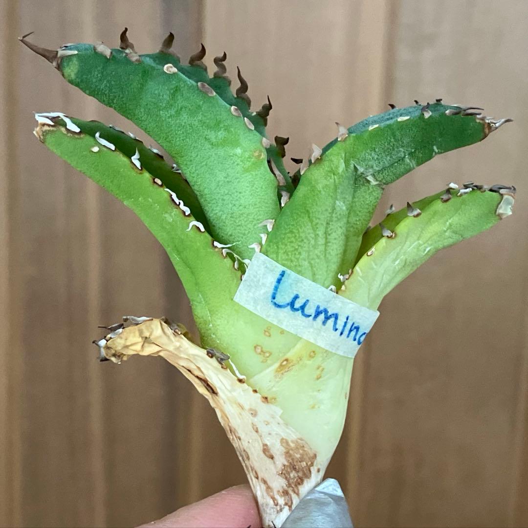 レ*ド様 【初売りオークション】124 匿名配送 REZA産　アガベ　ノヴァ/ル