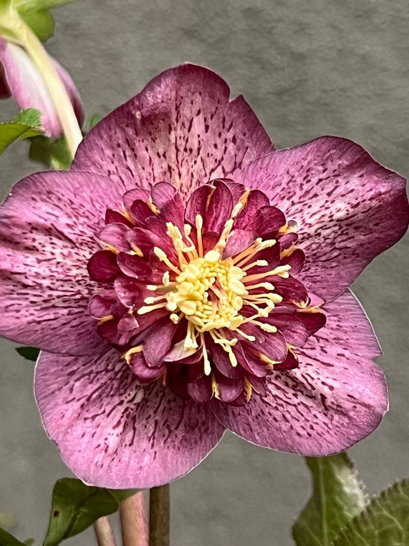 クリスマスローズ セミダブル　ゴールド交配