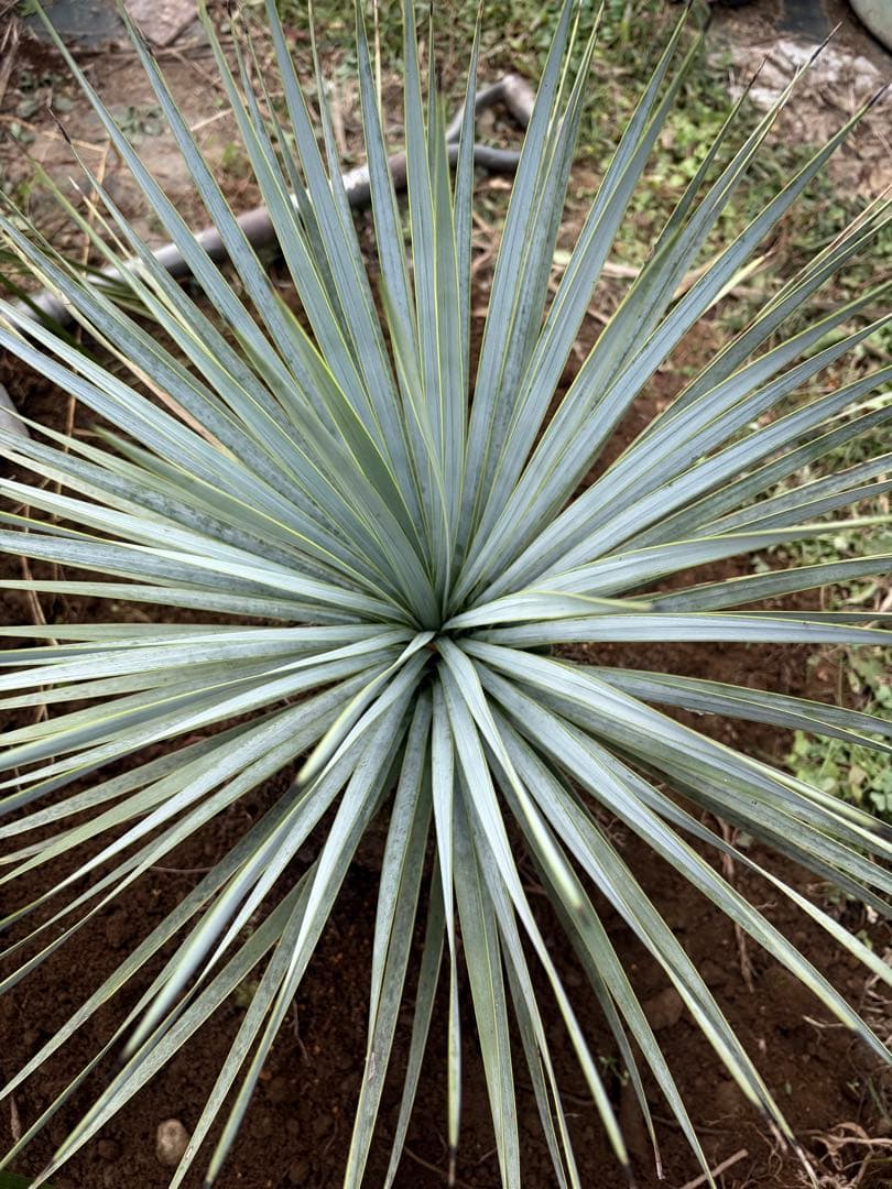 耐寒性ユッカロストラータ青白ハイブリッド◇ドライガーデン多肉サボテン島アガベ南国