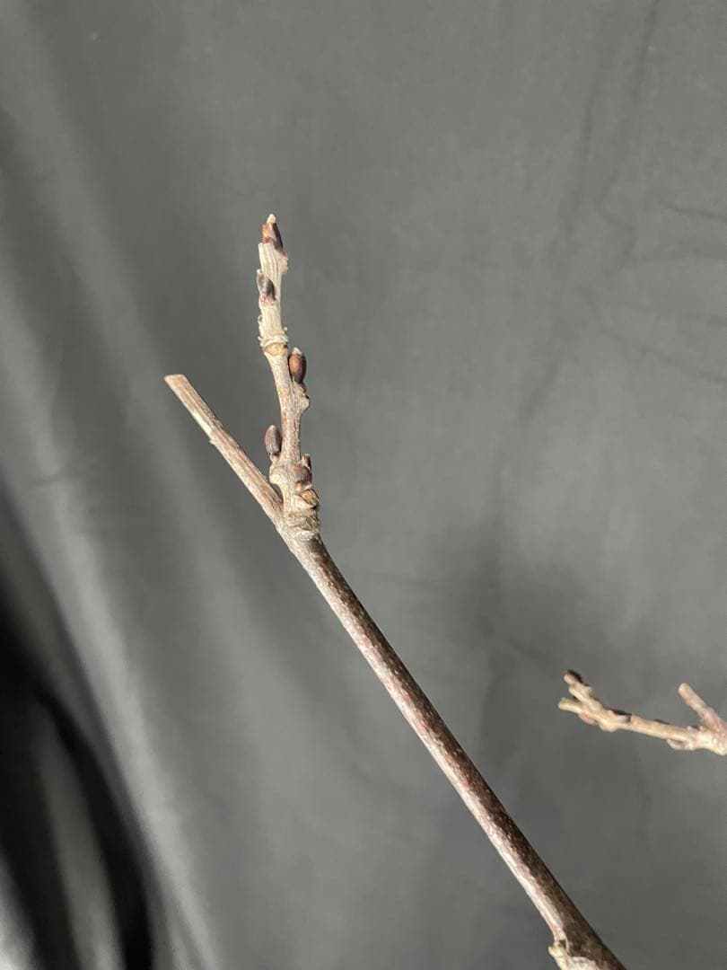 藤　八重黒龍藤