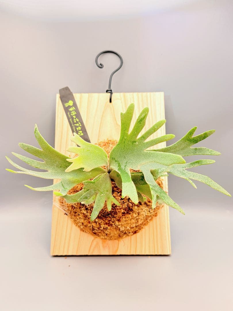 ルゴッサ　ビカクシダwillinckii Golden Boy spore