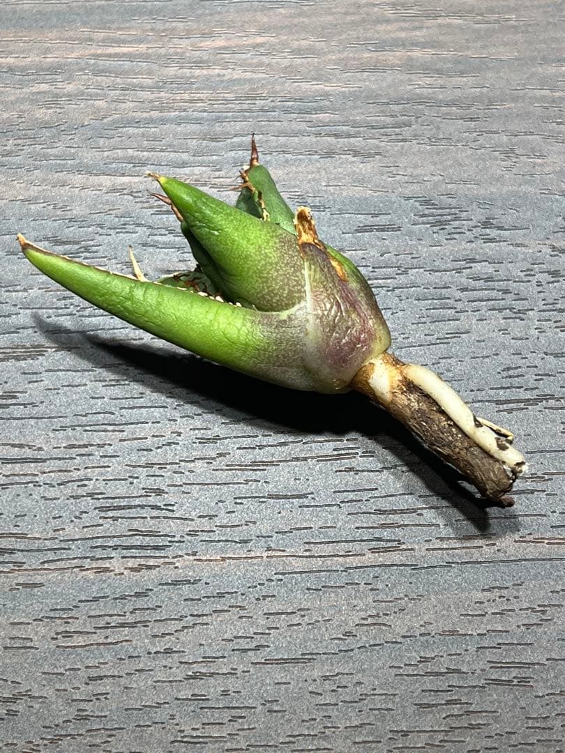 極上 アガベ チタノタ SAD南アフリカダイヤモンド