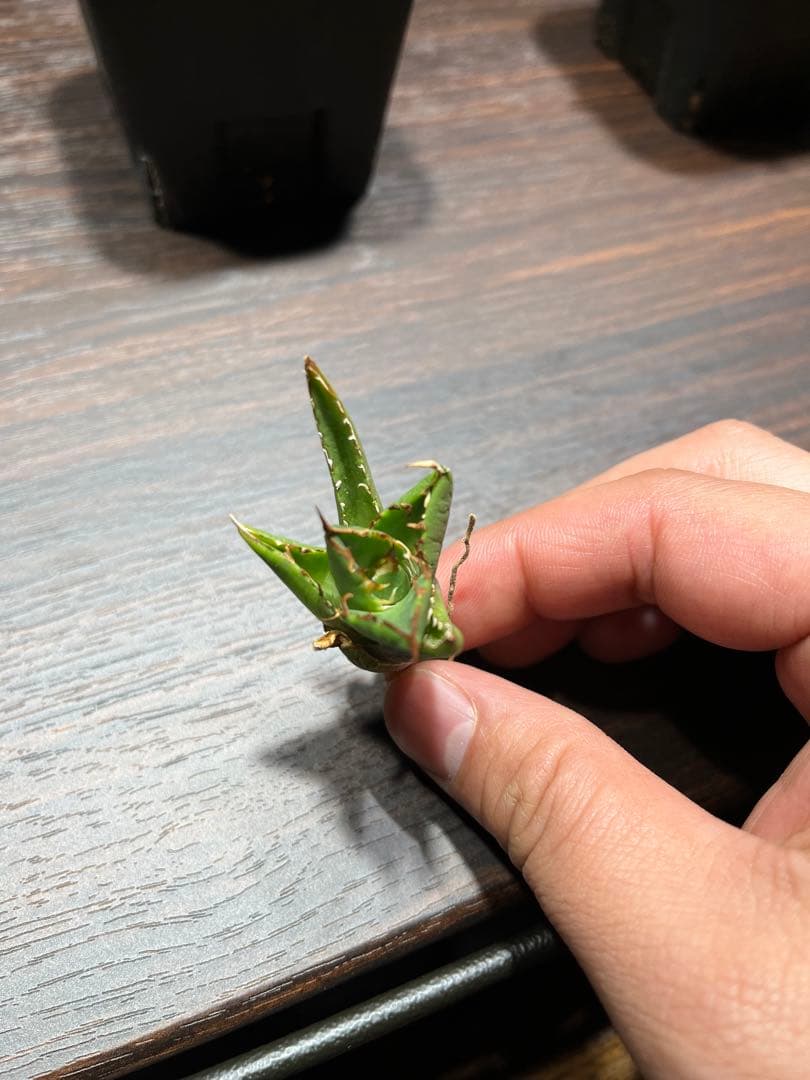 極上 アガベ チタノタ SAD南アフリカダイヤモンド