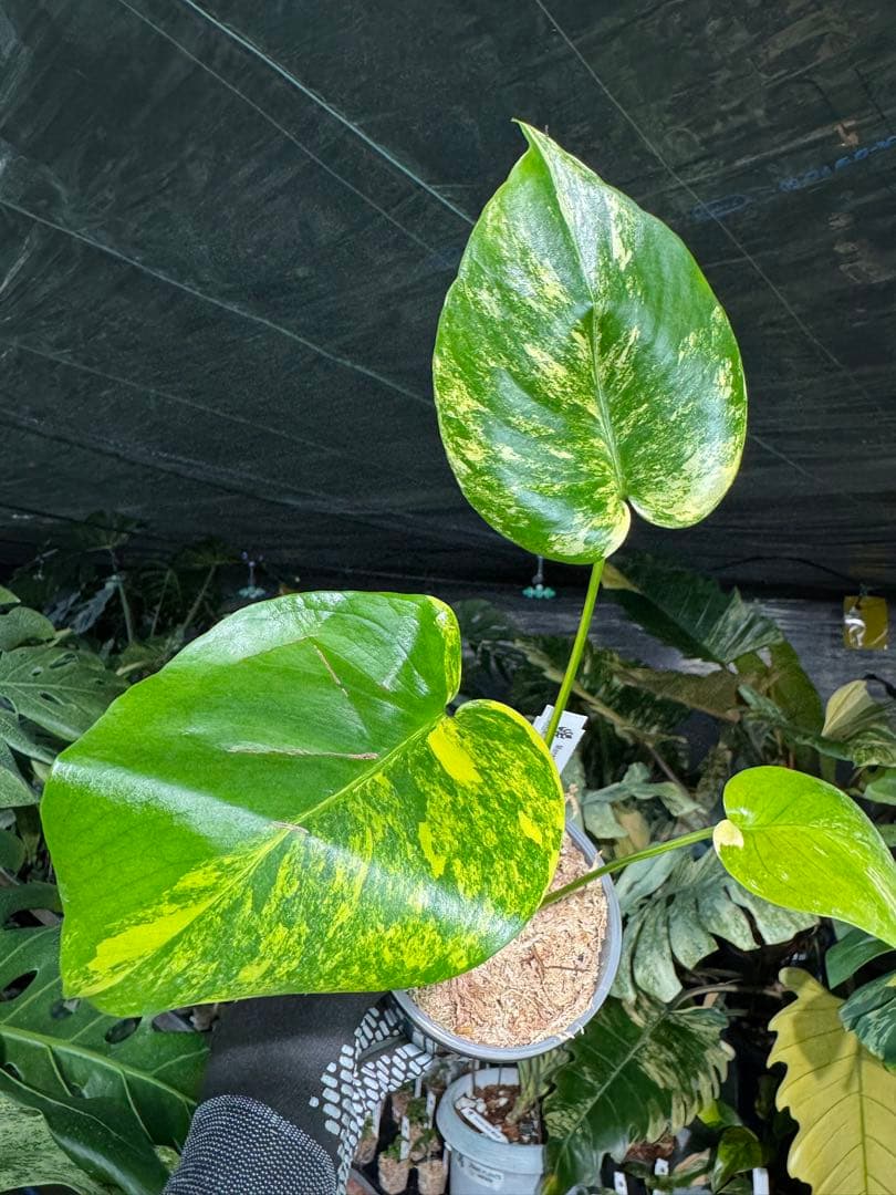 3 モンステラ　イエローマリリン　黄斑入り　送料込み