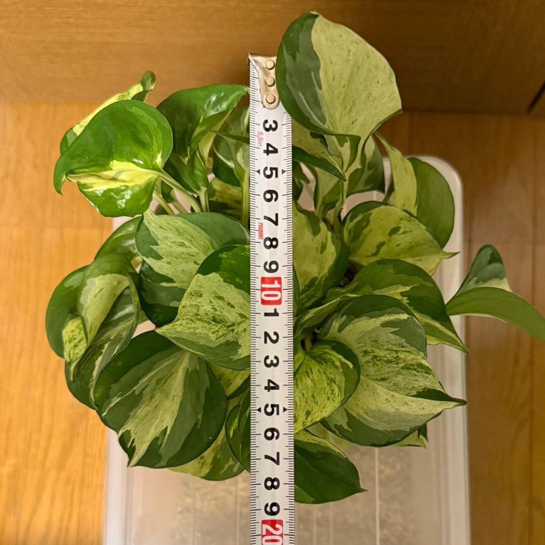 ポトス ステータス 4号鉢ごと発送【12月〜3月末まで配送停止】