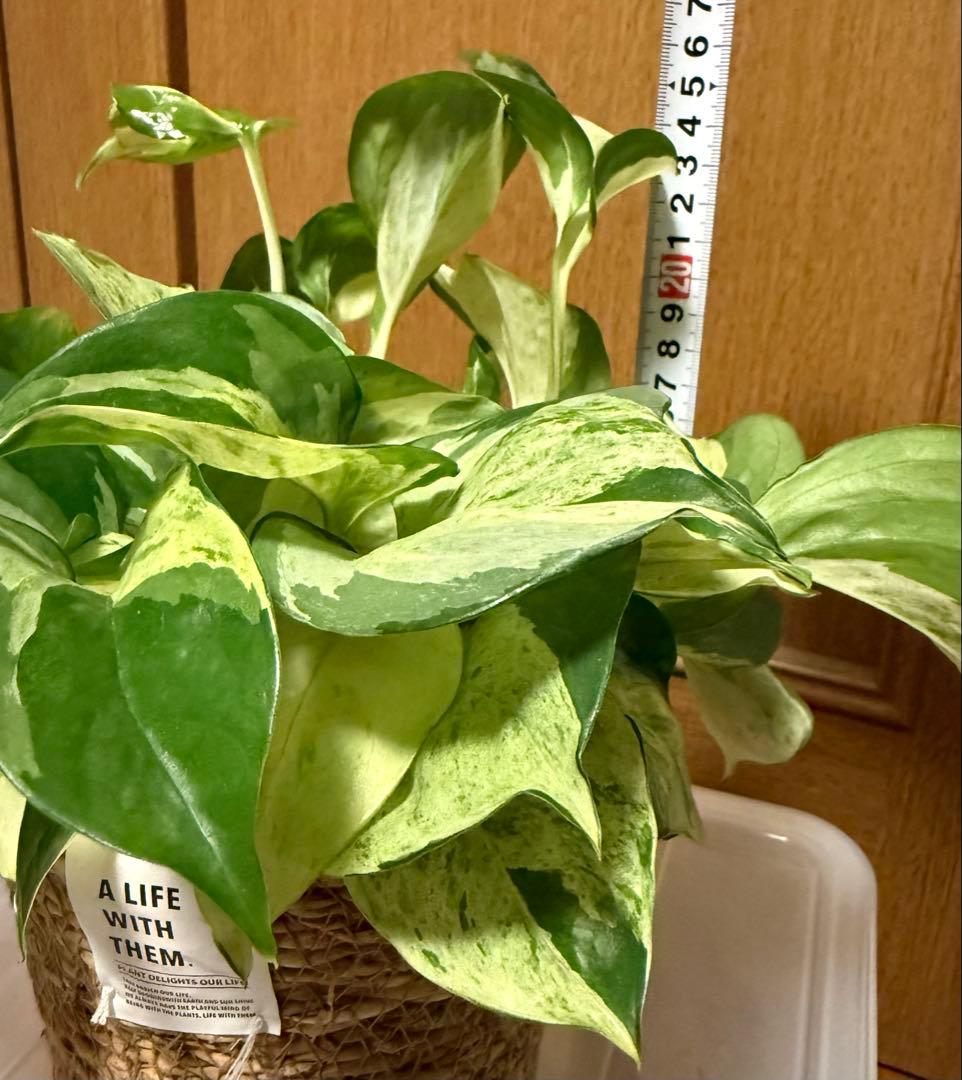 ポトス ステータス 4号鉢ごと発送【12月〜3月末まで配送停止】