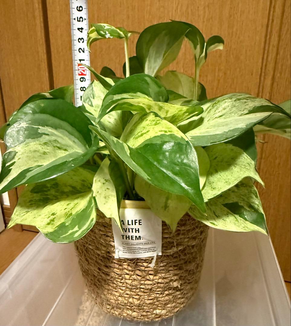 ポトス ステータス 4号鉢ごと発送【12月〜3月末まで配送停止】