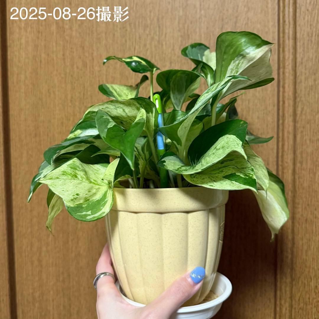 ポトス ステータス 4号鉢ごと発送【12月〜3月末まで配送停止】