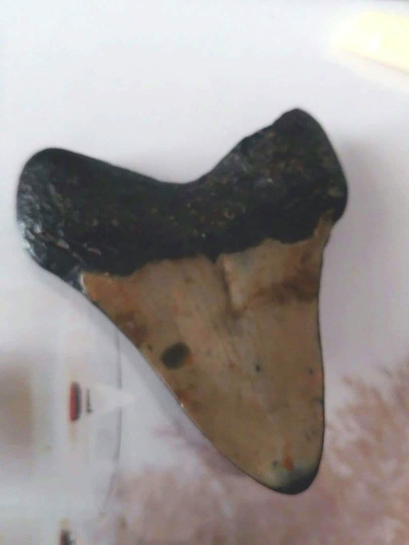 メガロドンの歯の化石A アメリカノースキャロライナの海