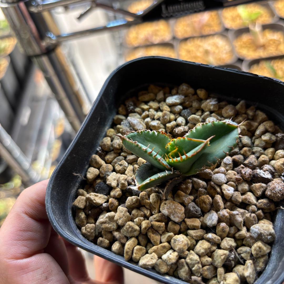 たかまる様確認用ページ