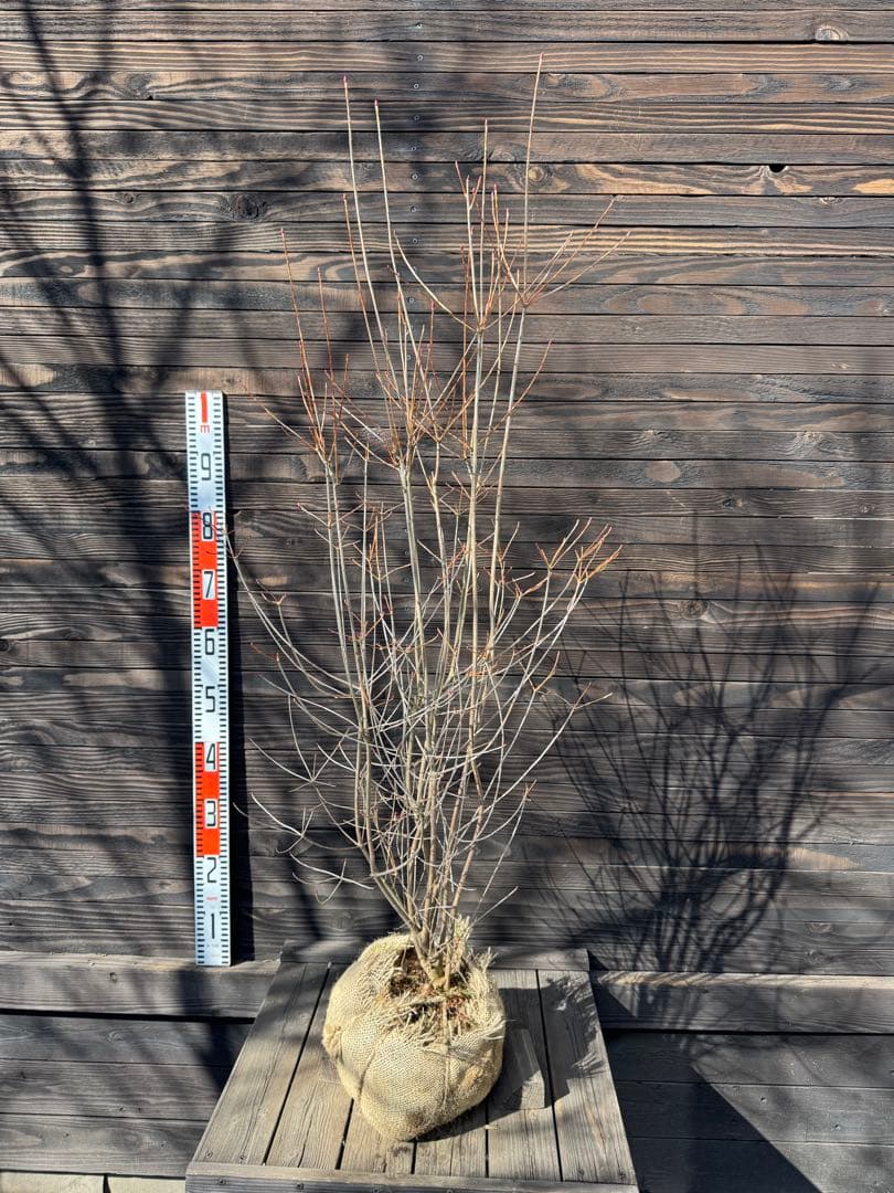 ベニドウダンツツジ/良形株【現品発送】管理80032