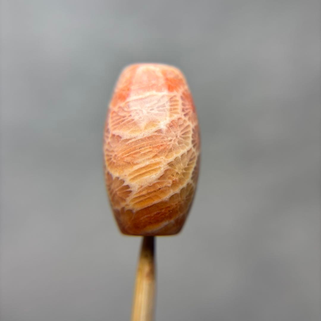 もんちゃんフォッシルコーラル　天珠　1-298