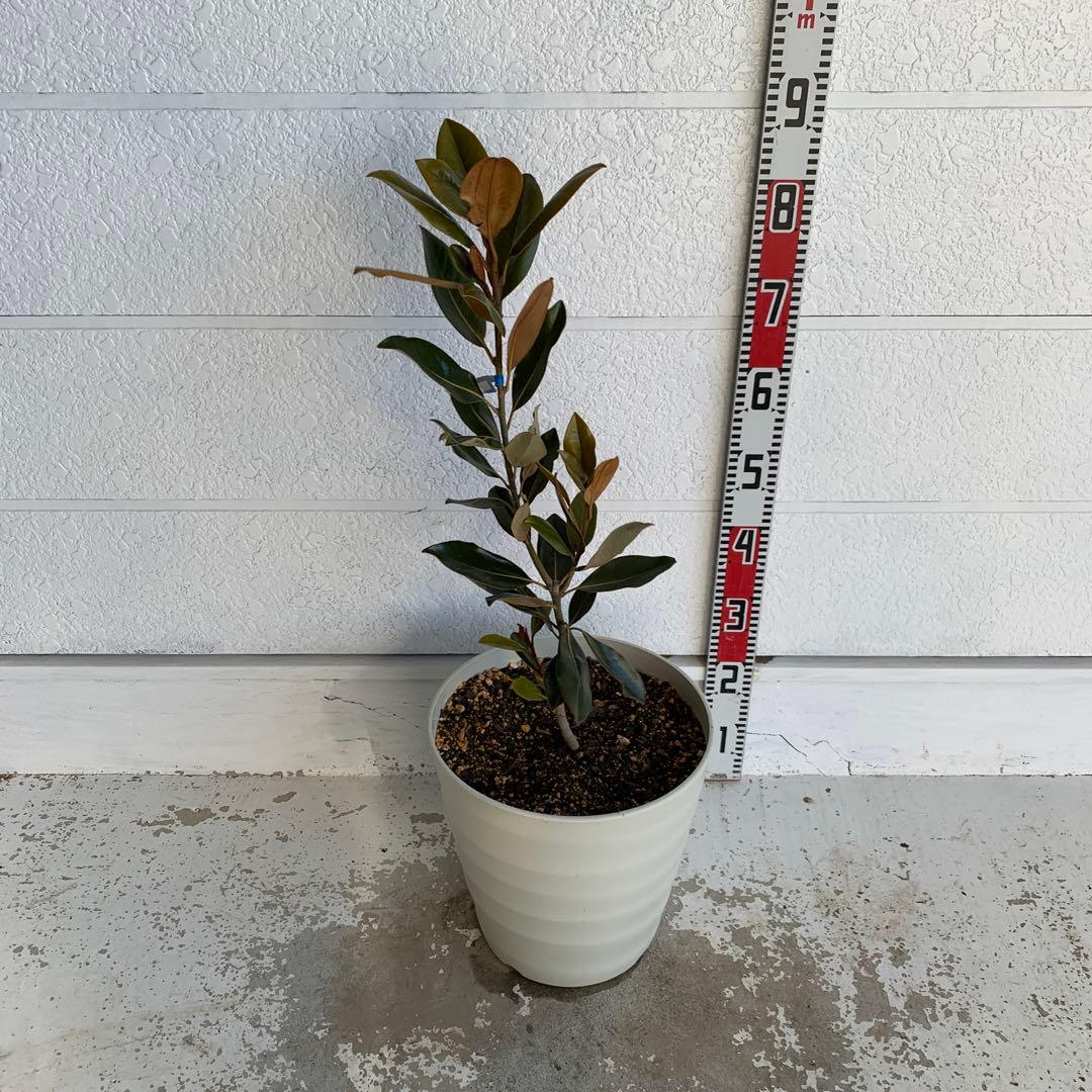 タイサンボク　リトルジェム　約80cm 大山木　希少種　苗木　鉢植え　06