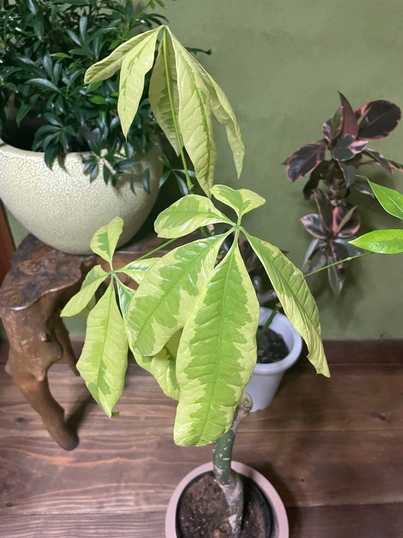 パキラ　ムーンライト　接木