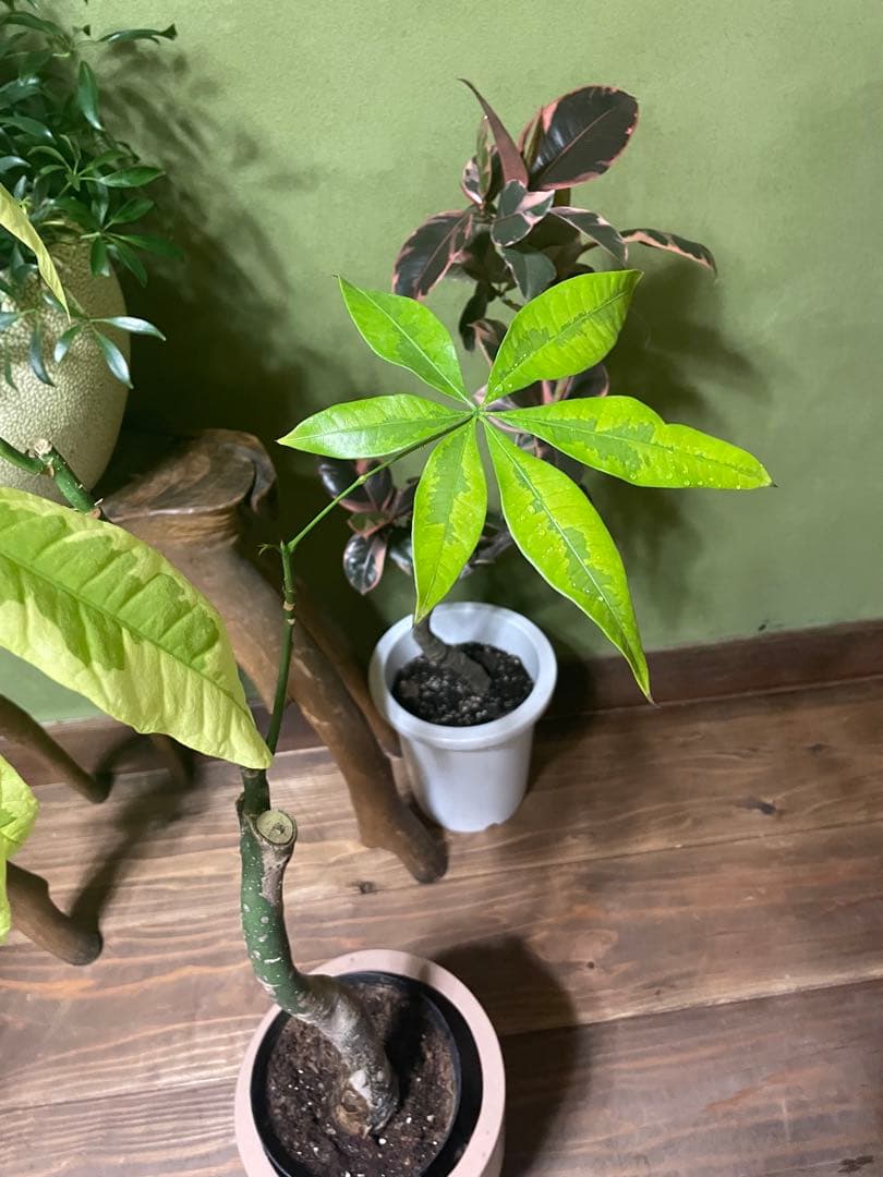 2月末まで商談中　パキラ　ムーンライト　接木