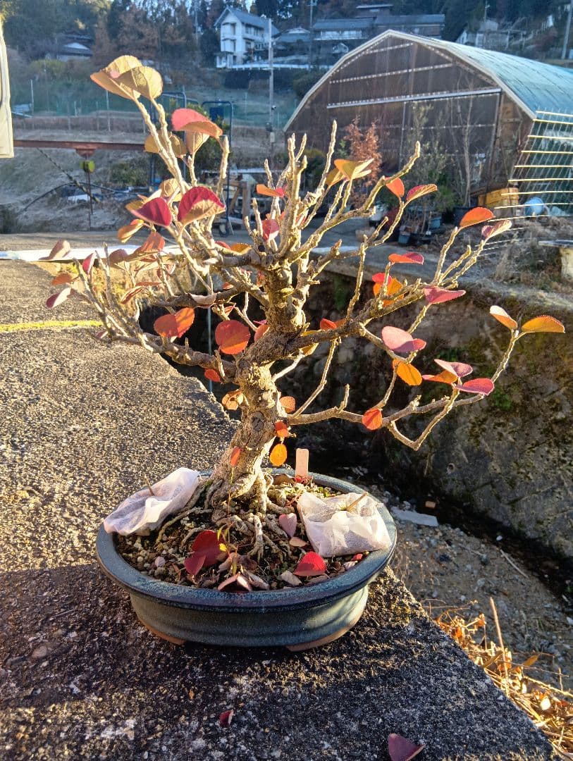 ハマボウ（盆栽持ち込み古い）